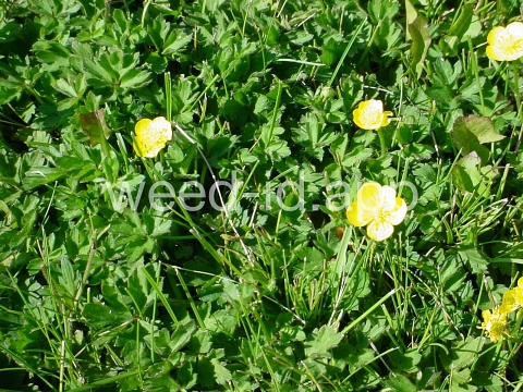 buttercup, creeping